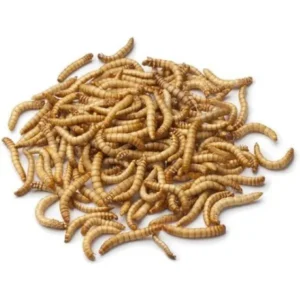 Dried Mealworms