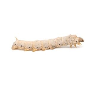 20 Medium/Small Silkworms