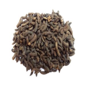 Black Soldier Fly Larvae