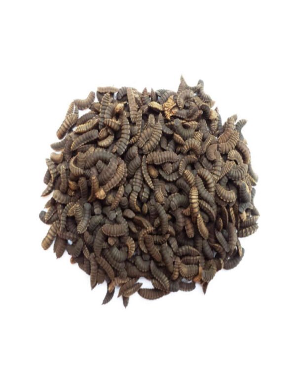 Black Soldier Fly Larvae